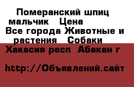 Померанский шпиц, мальчик › Цена ­ 35 000 - Все города Животные и растения » Собаки   . Хакасия респ.,Абакан г.